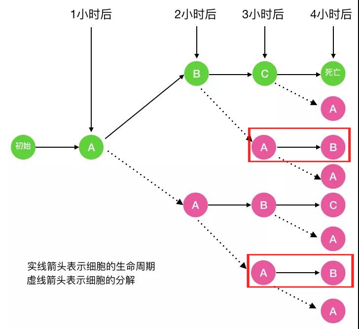 细胞二次分裂