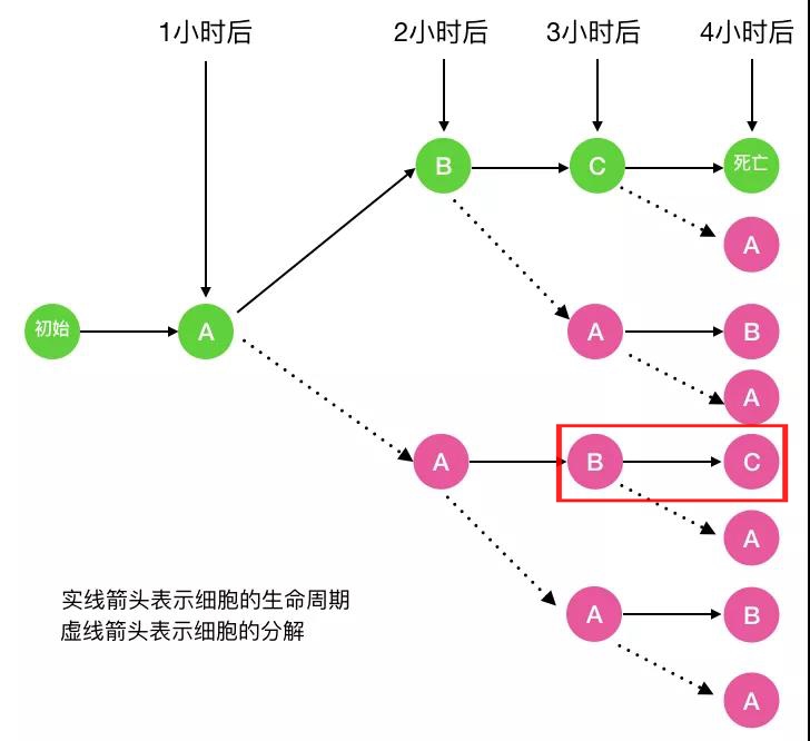 细胞三次分裂