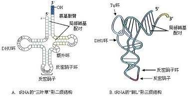 例如,trna 的三叶草形状的二级结构在这些相互作用的影响下在空间折叠