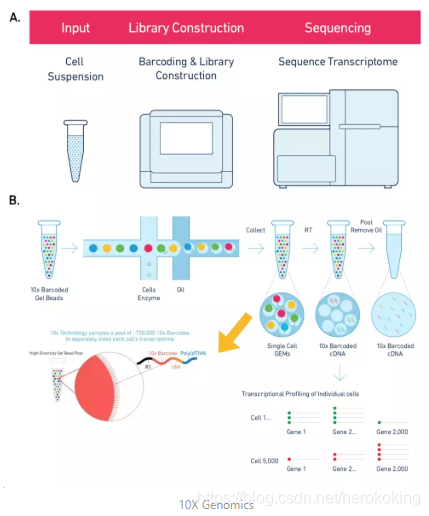 10x Genomics Scrna Seq 原理概念解说 高锦的博客 Csdn博客 10xgenomics测序原理