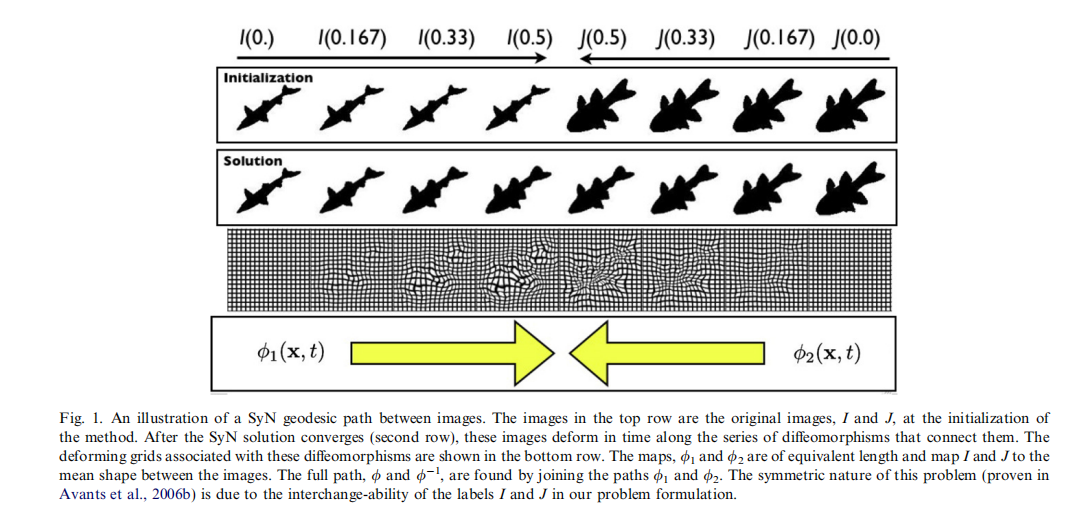 Symmetric diffeomorphic image registration with cross-correlation