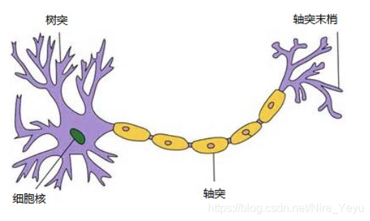 动物神经模型