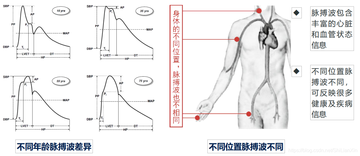 背阔肌功能介绍 watermark,type_ZmFuZ3poZW5naGVpdGk,shadow_10,text_aHR0cHM6Ly9ibG9nLmNzZG4ubmV0L1NoaUxpYW5YaW4=,size_16,color_FFFFFF,t_70