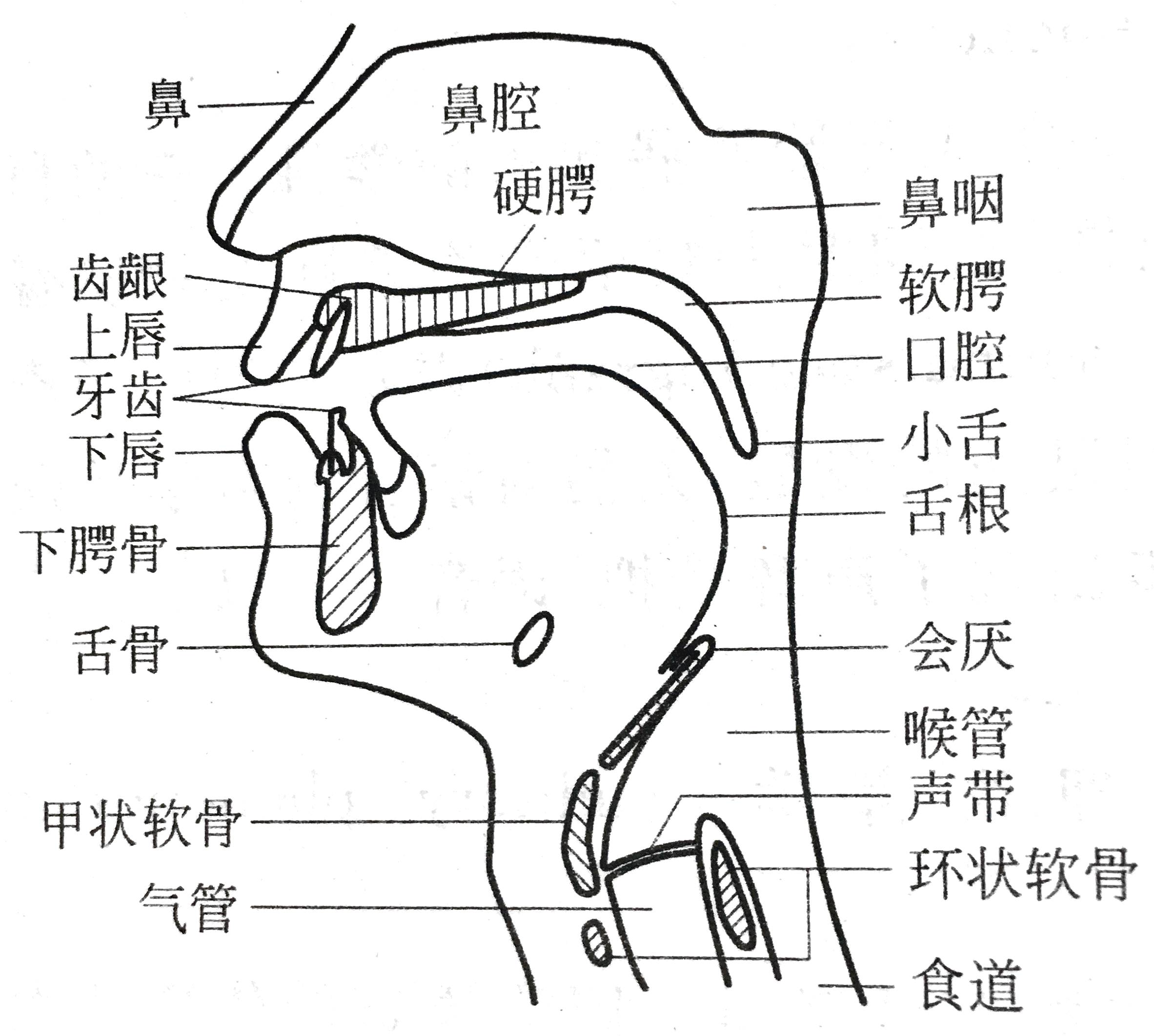 语音识别基础（一）——语音信号的产生和特性-CSDN博客