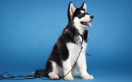 即一只小狗,名字叫"哈士奇",年龄2岁,并让小狗蹲下,打滚