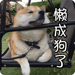 怎么教狗狗笑起来 20200106185303260.png