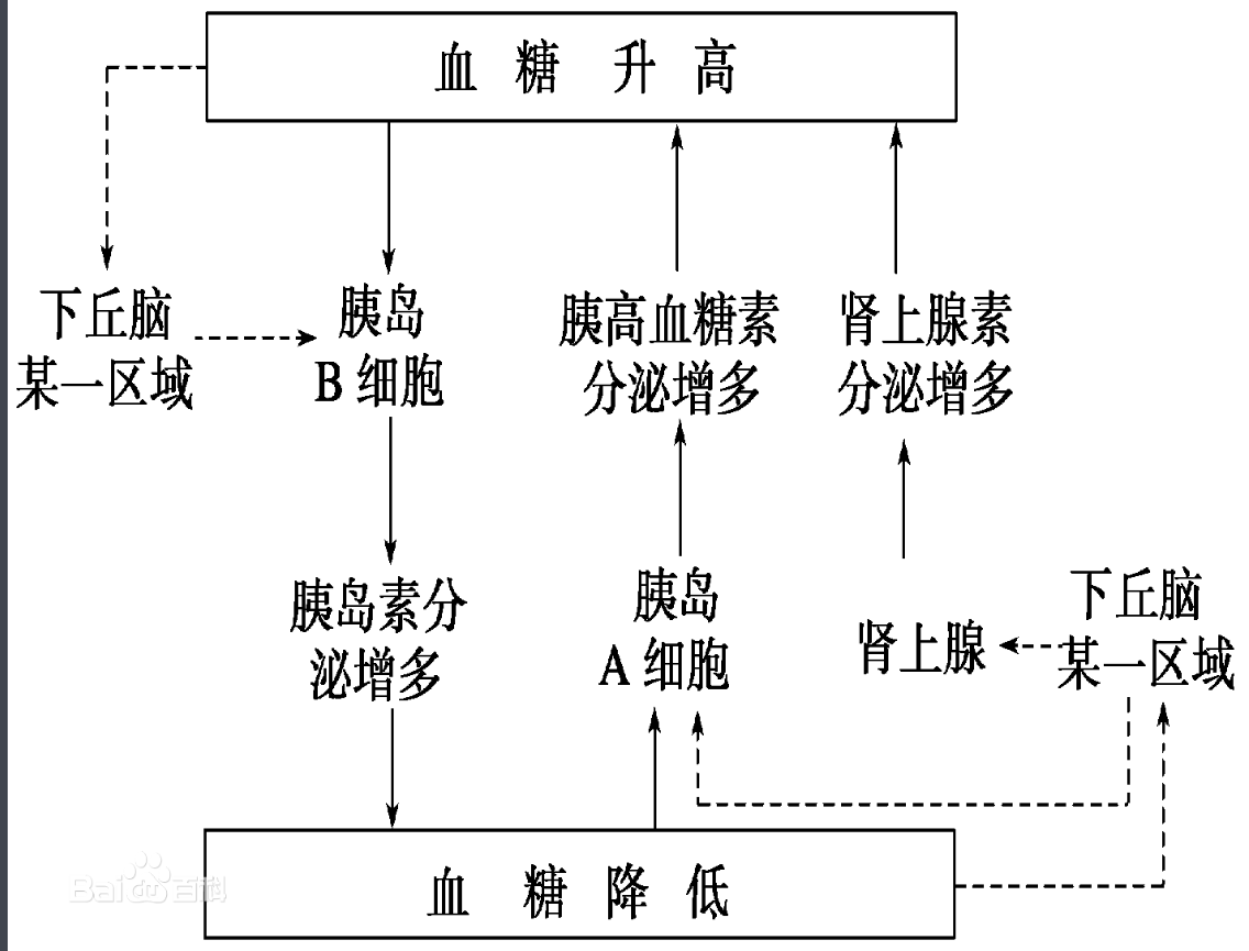 血糖调节 影子 Csdn博客