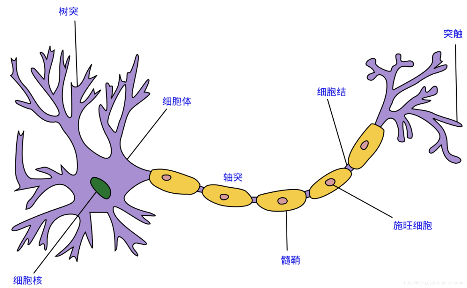 认知神经科学系列｜(2)细胞机制与认知_Tianlong Lee的博客-程序员宅基地 - 程序员宅基地