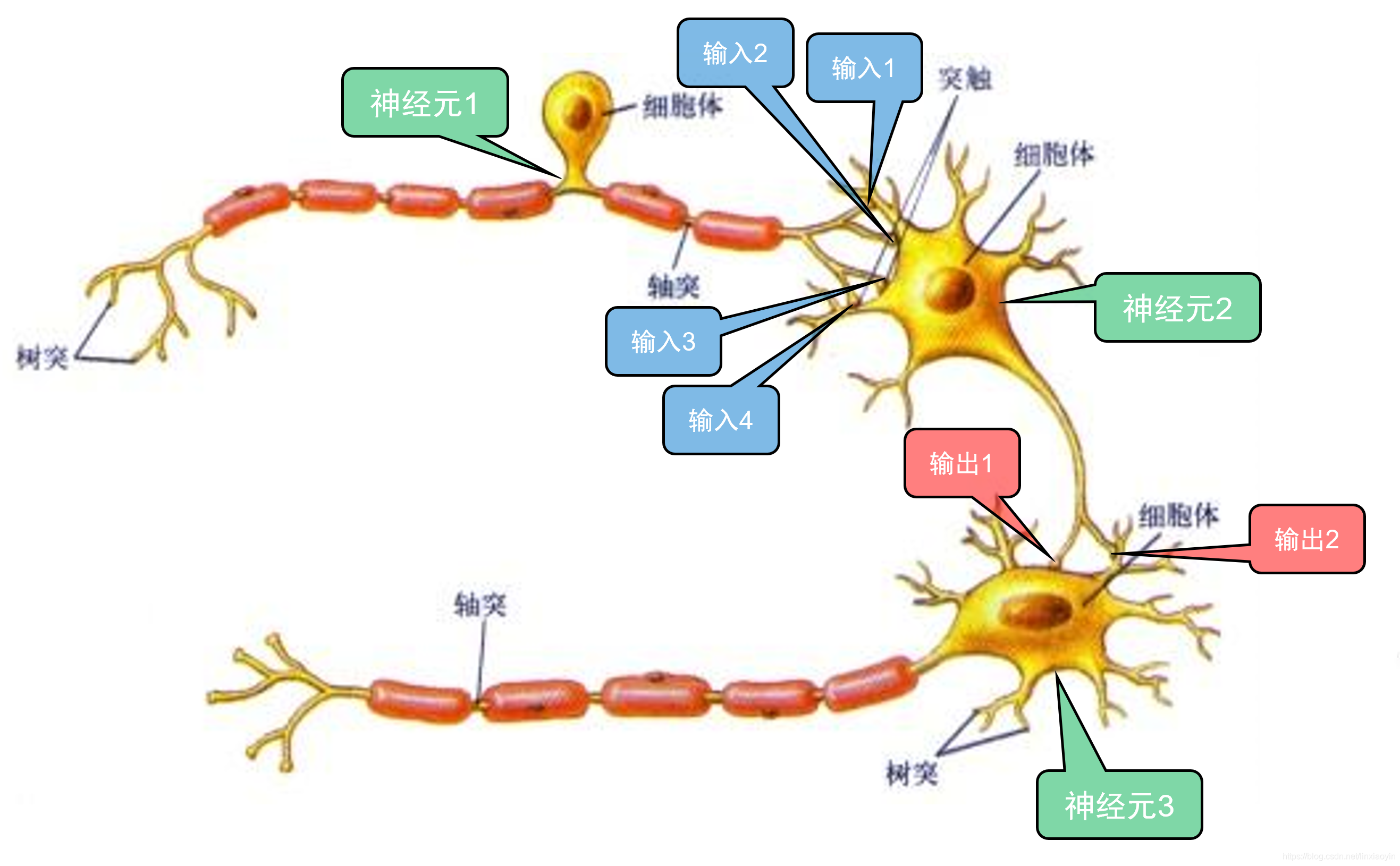 神经细胞 - 快懂百科