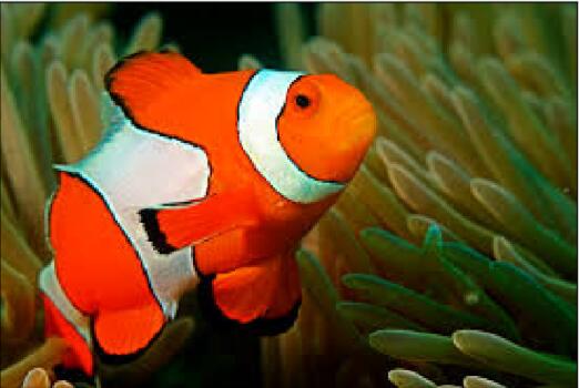 [外链图片转存失败,源站可能有防盗链机制,建议将图片保存下来直接上传(img-7B5X2hGj-1580710370547)(C:\Users\67231\Desktop\ImageSegmentation\nemo.jpg)]