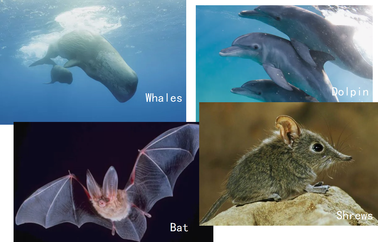 依靠听觉定位的动物