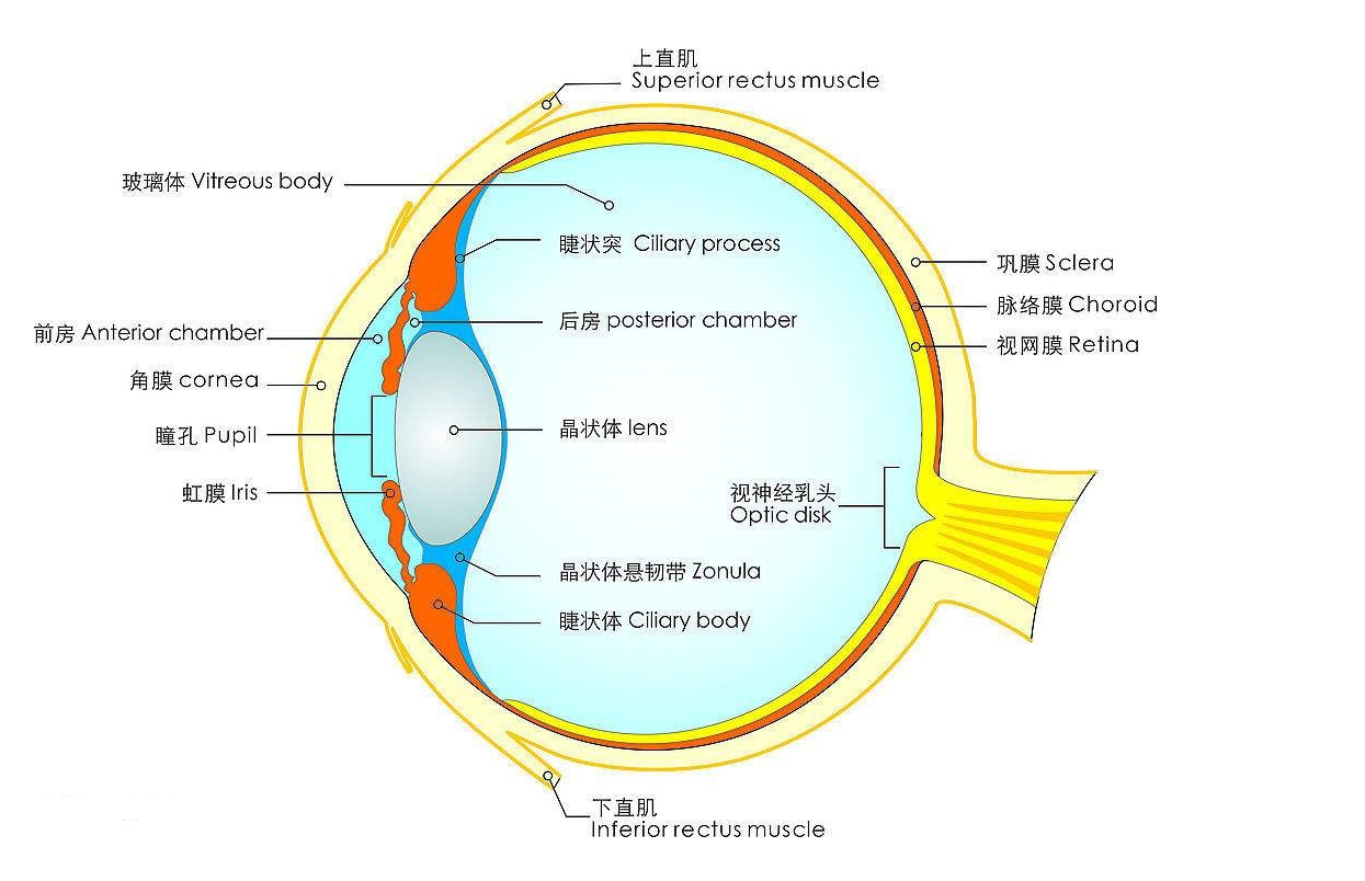 眼球简单结构图片图片