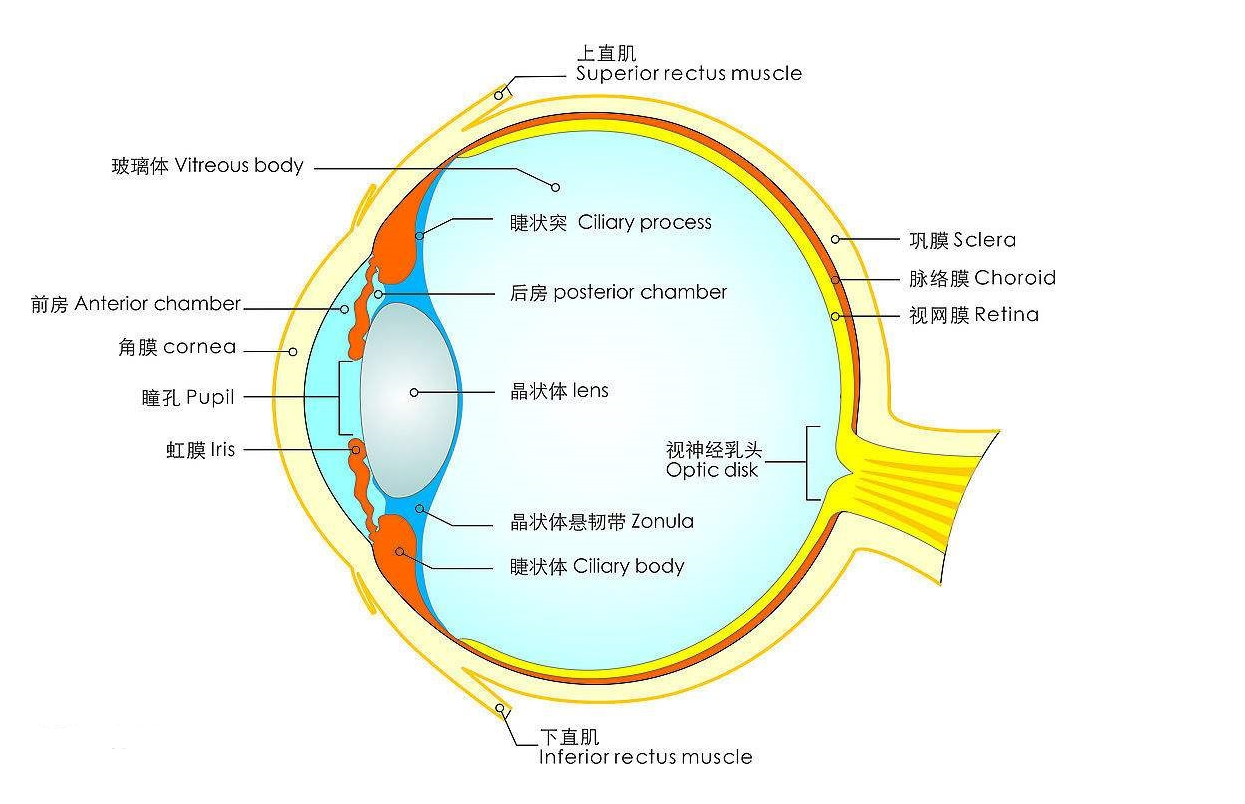 人类眼球结构图图片