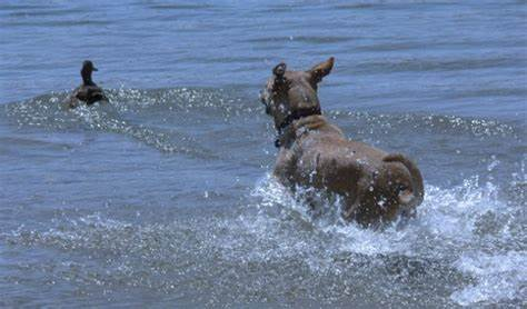 Dog Chasing Duck