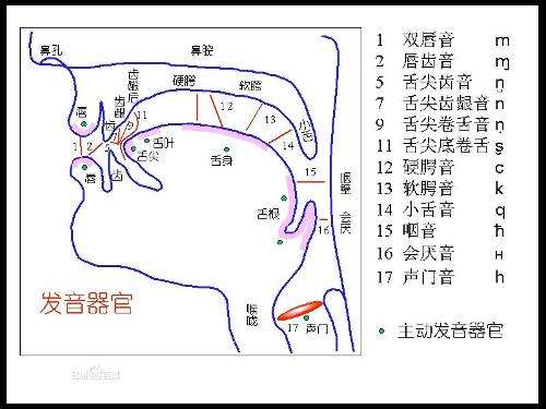 e,发音器官图:*课堂上教授的是英式音标,美音是后面才流行起来的;*