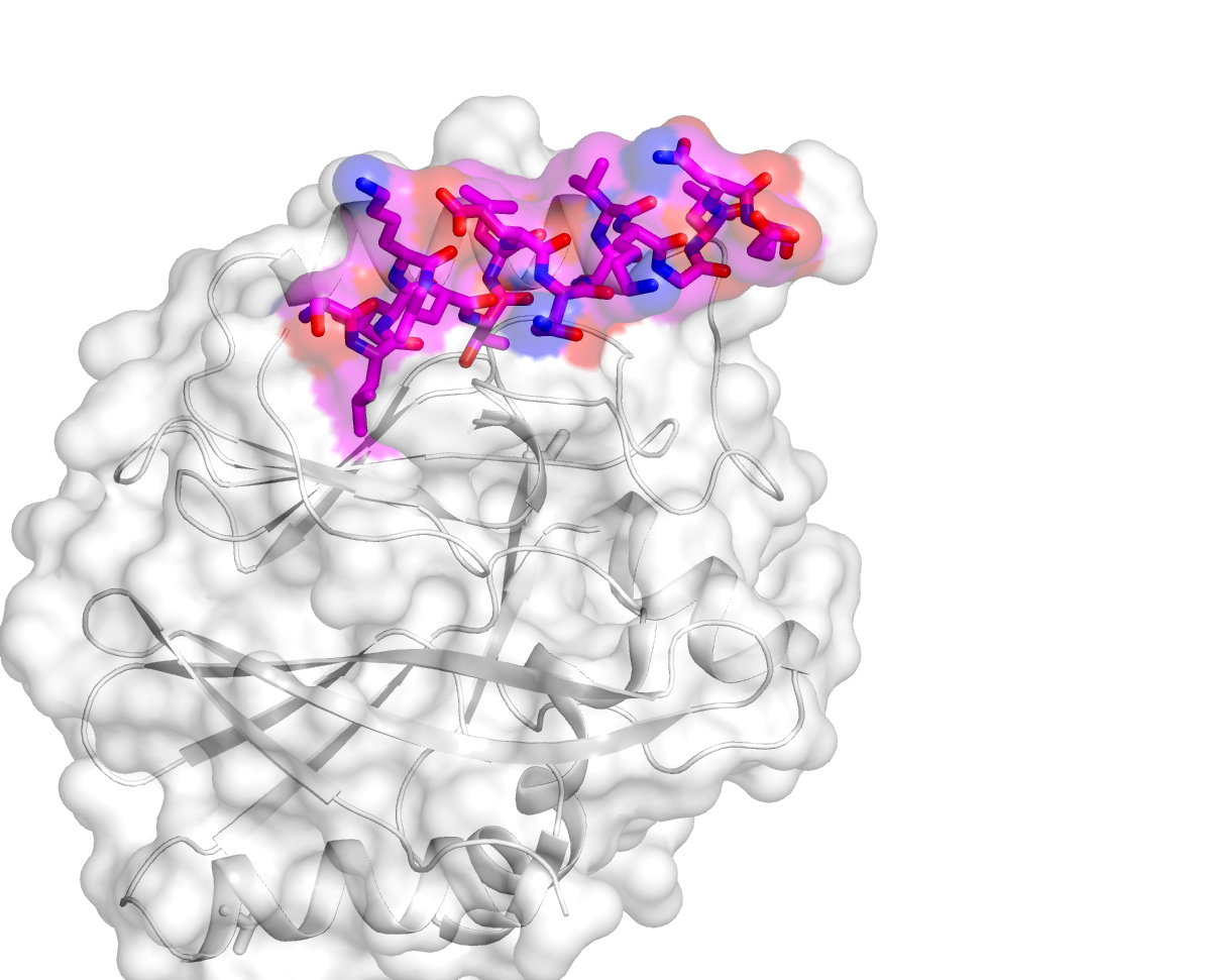 Pymol中如何显示stick+cartoon+surface_pymol stick-CSDN博客