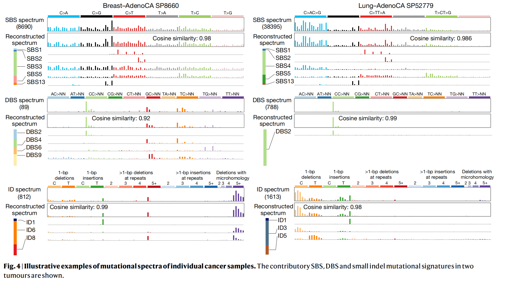 四、肿瘤全基因组学体细胞点突变特征（The repertoire of mutational signatures in  human cancer）