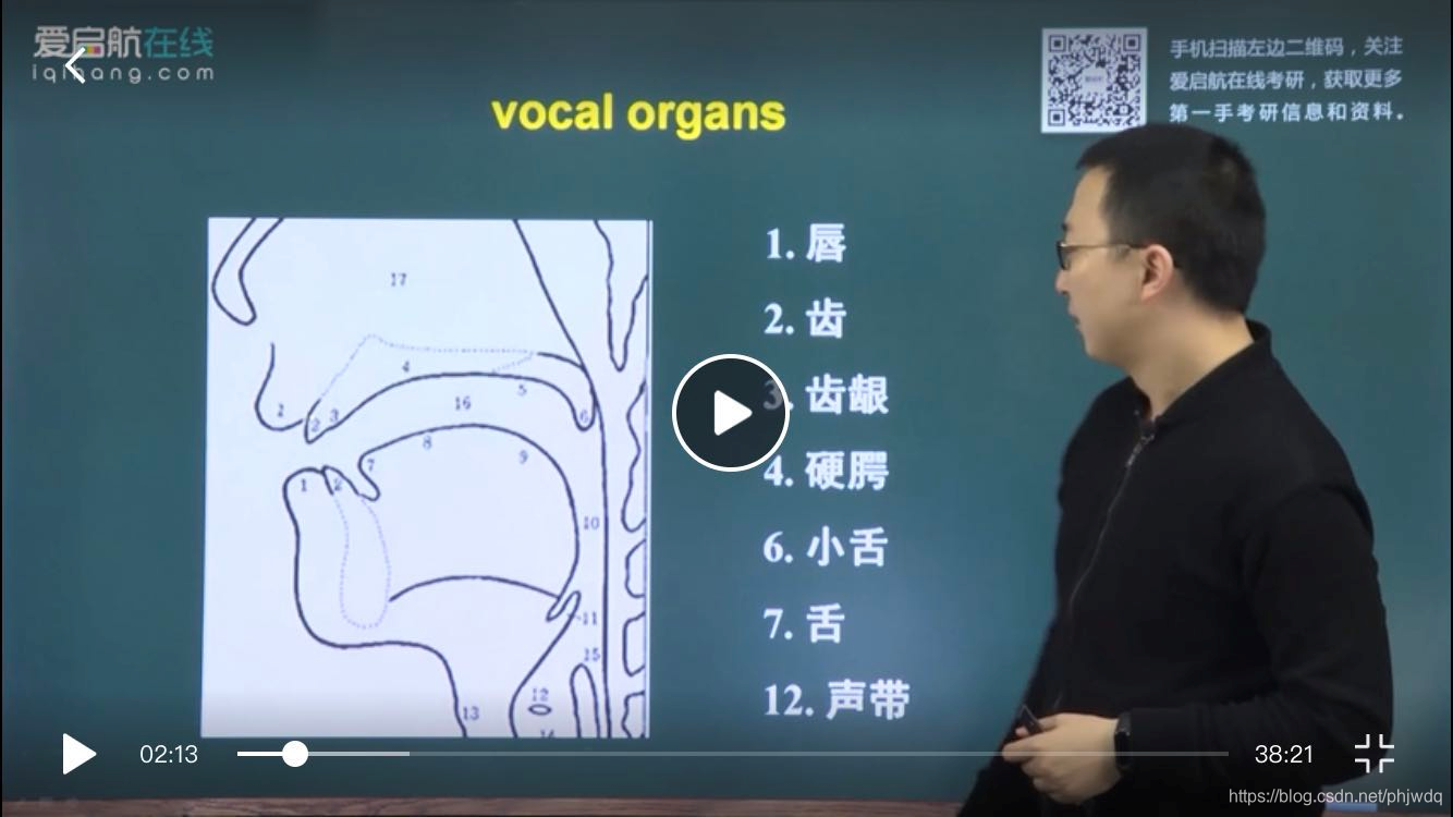 vocal organs