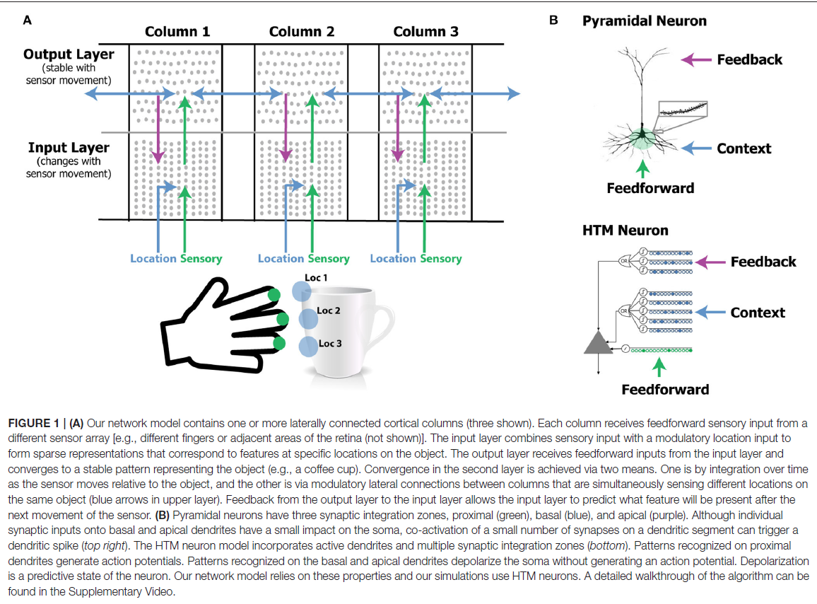 A Theory of How Columns in the Neocortex Enable Learning the Structure ...