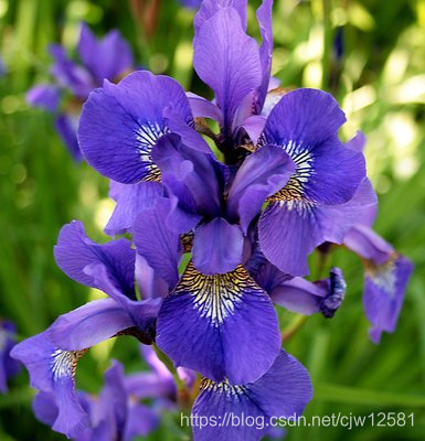 iris
