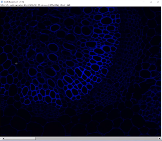 fiji imagej process edge