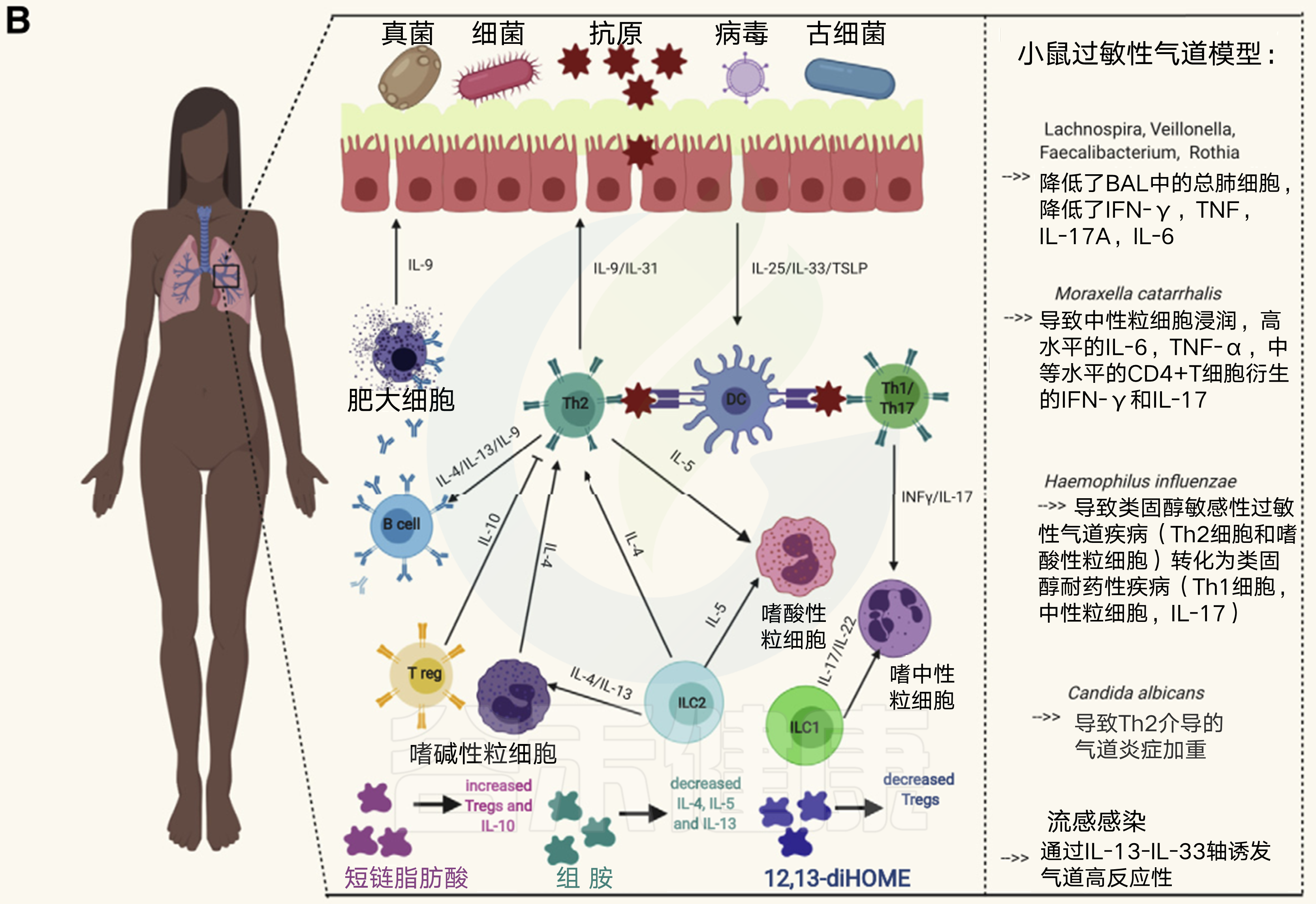 涉及哮喘的简化细胞机制及其与微生物的相关性