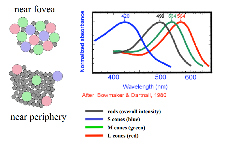 rods61(非常)对无色光(白光)敏感人眼:rods and cones