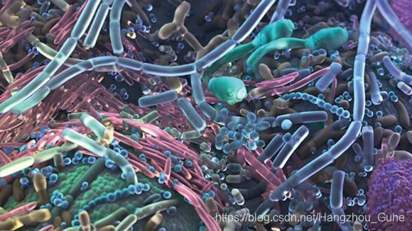 如何使小鼠肠道微生物更接近人的肠道微生物