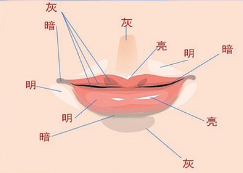 嘴唇的结构图图片