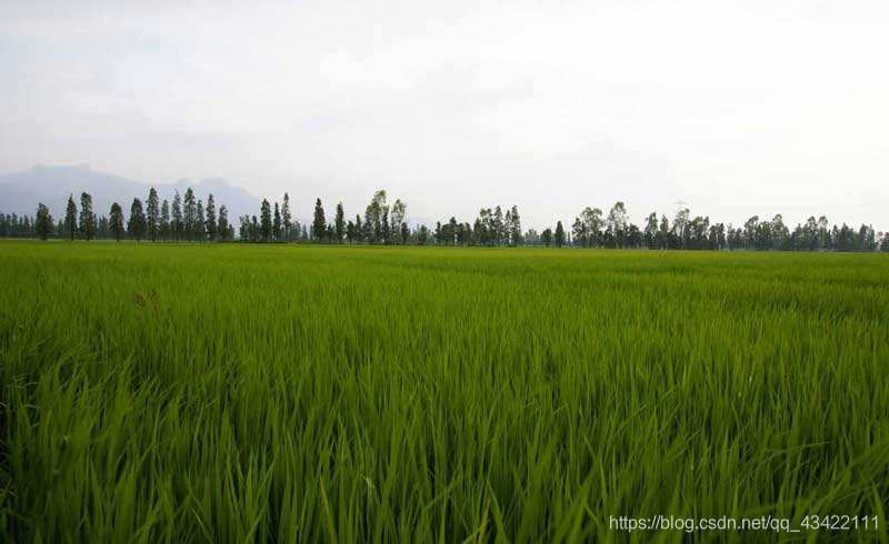 一个来自农村三本应届程序员的焦虑与迷茫Python亓官劼的博客-