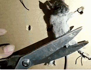 thundernet训练自己的数据集