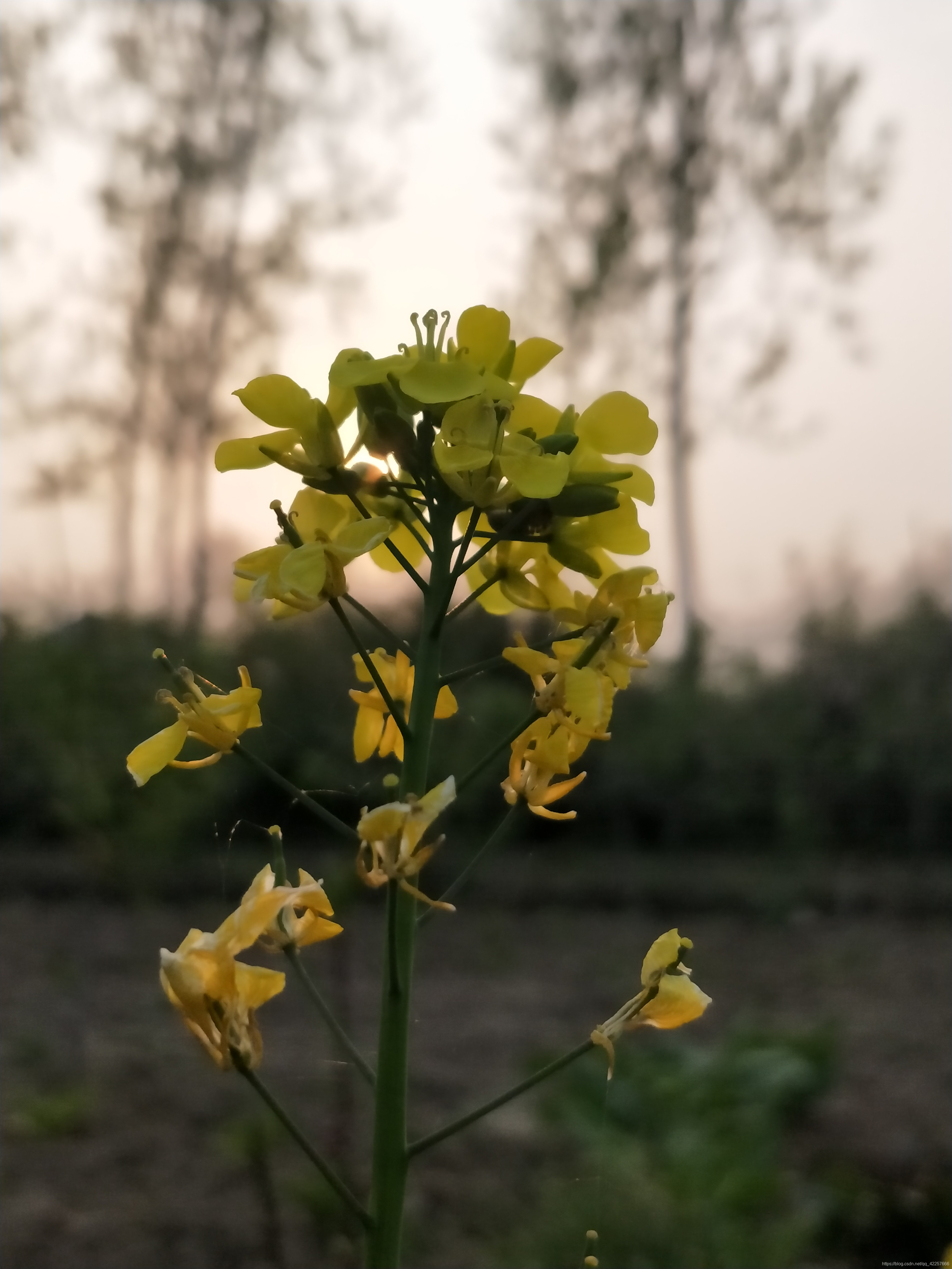 明日黄花