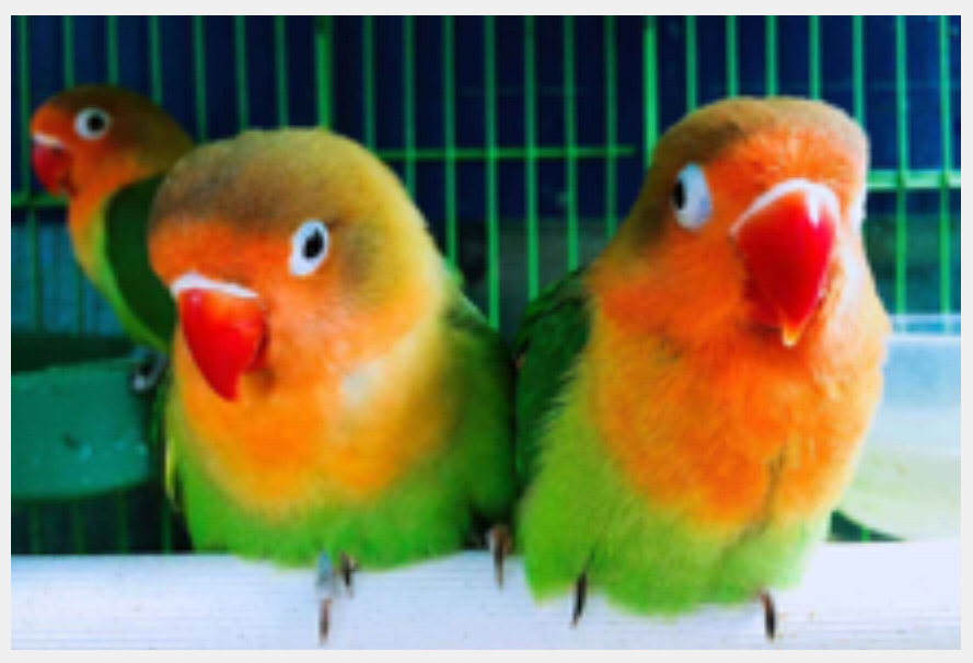 双线性插值效果图