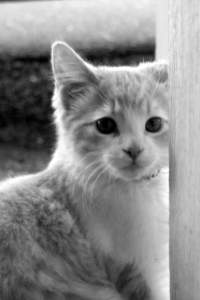 一只猫影视下载官网 20200412211609527.jpg