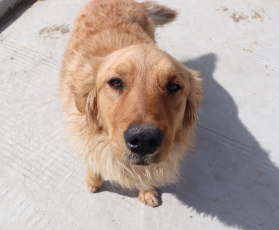 遛狗让你变强！