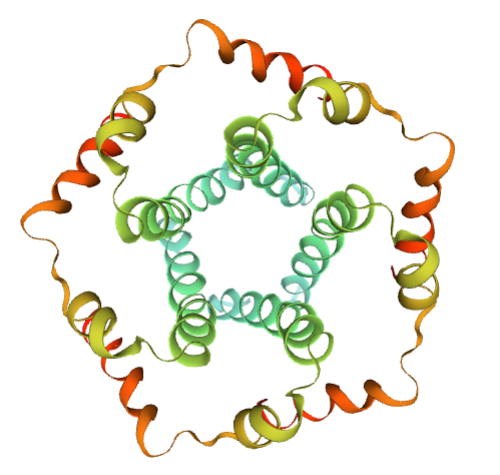 五聚体SARS-E-protein