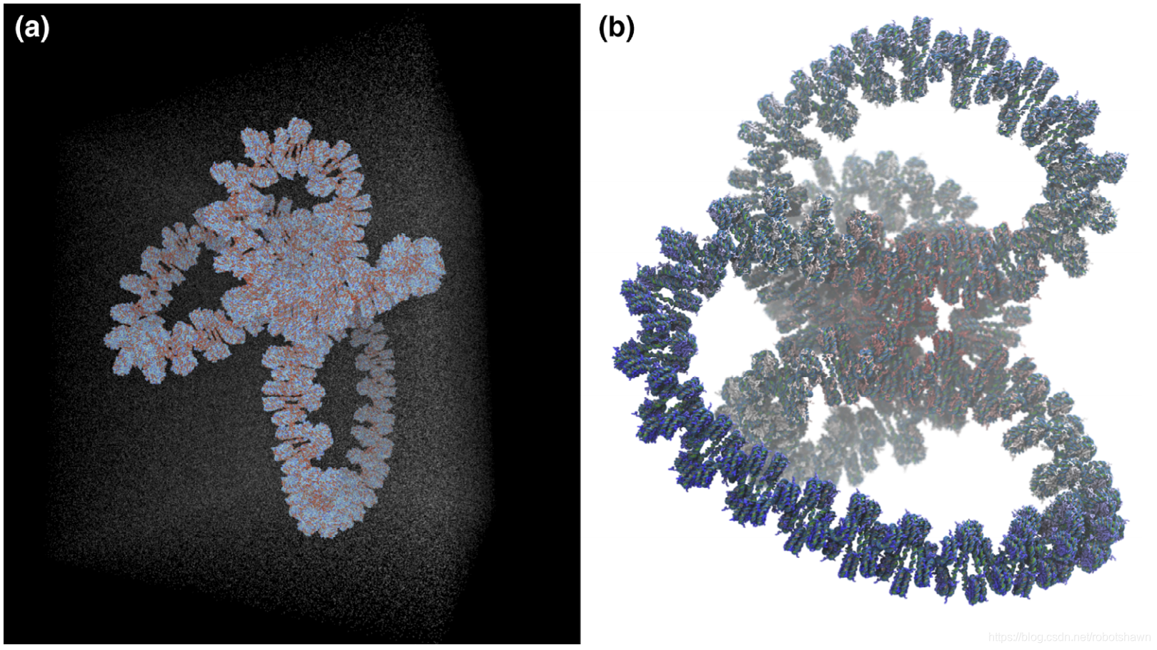 在明确溶剂中的GATA4基因位点的模拟。a)在一个周期性的模拟cube中全部溶解了的GATA4结构,由双链螺旋DNA的83千个碱基包裹着427个核小体组成;b)基因结构的一个更详细的视图。用来编程基因表达的蛋白质tails从每一个核小体突出出来。在a)和b)中,为了图片清晰,水分子并没有表现出来
