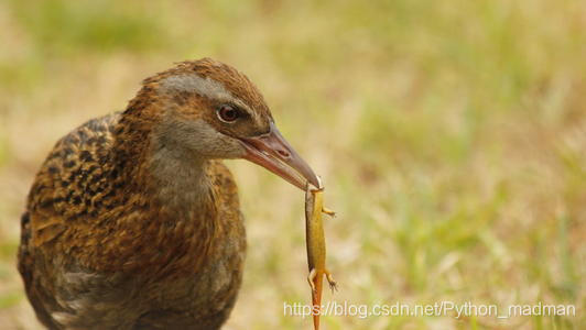 Weka