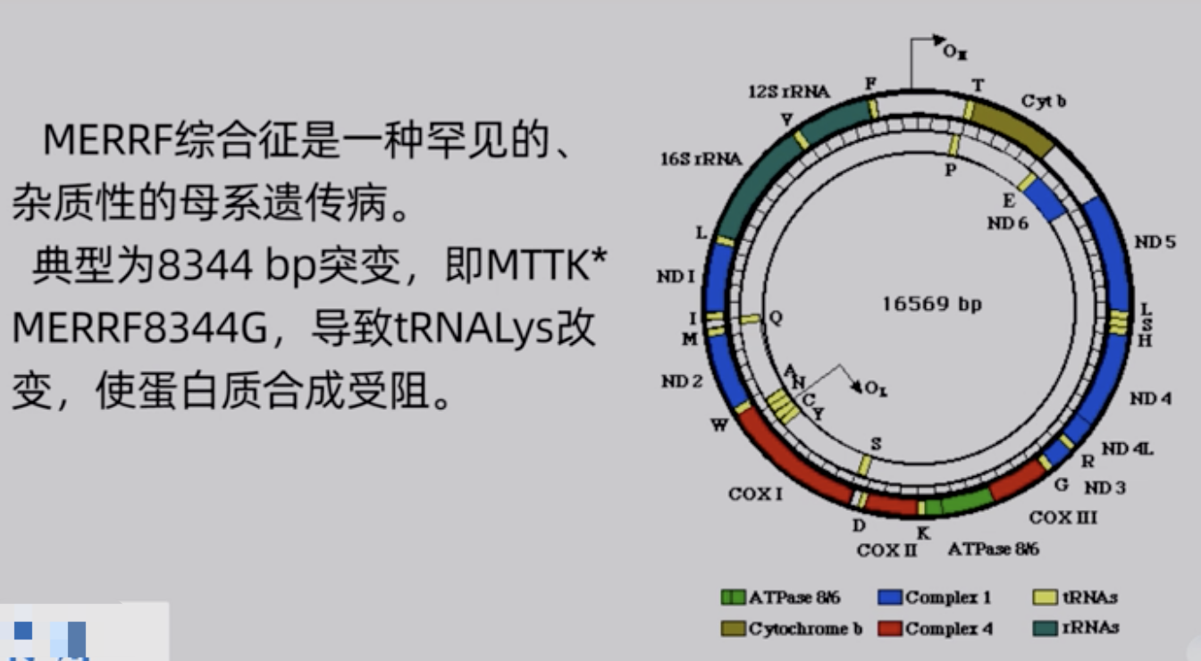 《线粒体疾病的遗传》学习笔记
