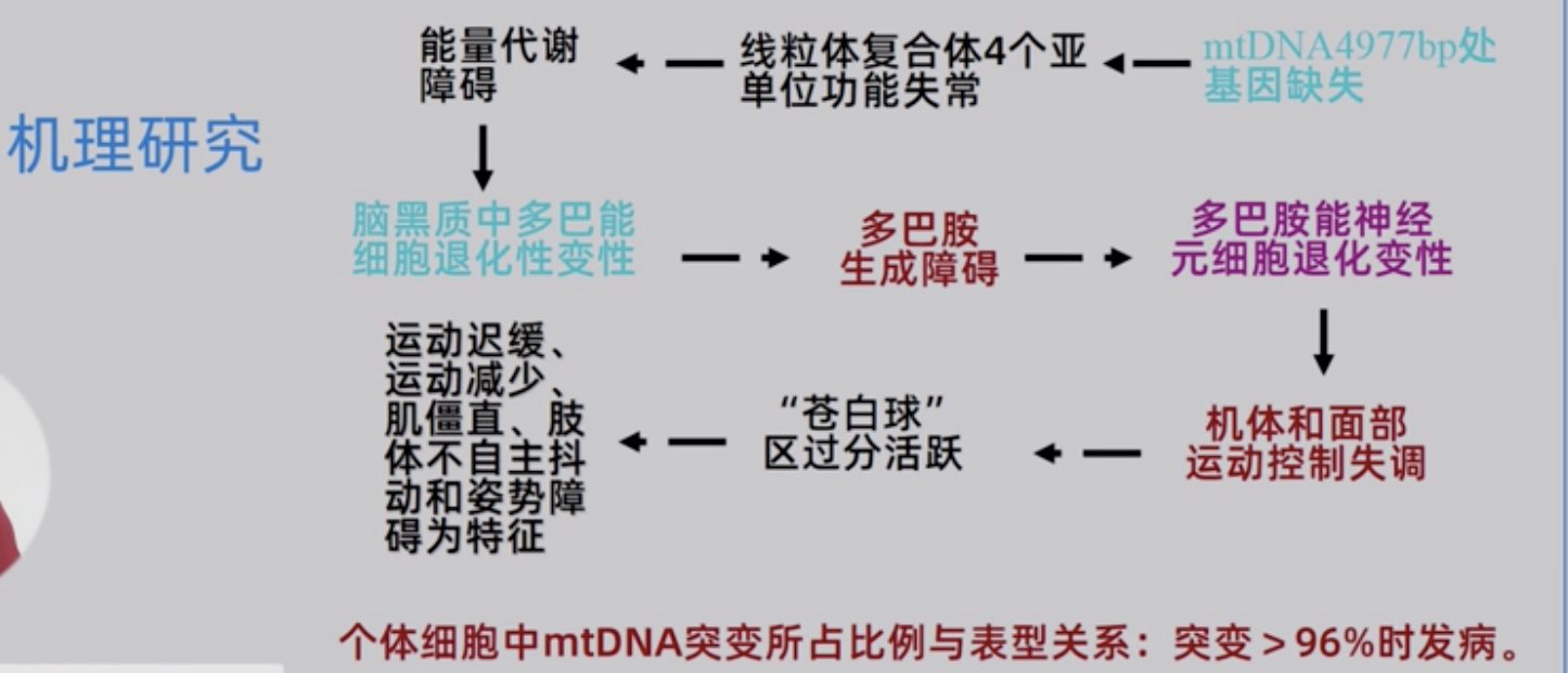 《线粒体疾病的遗传》学习笔记