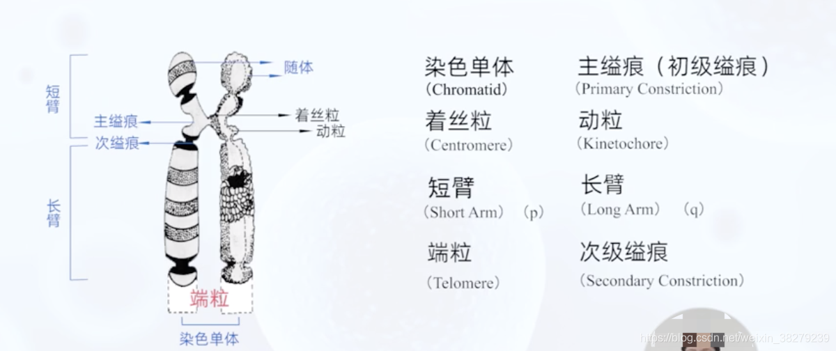 型泛发性白化病 Csdn