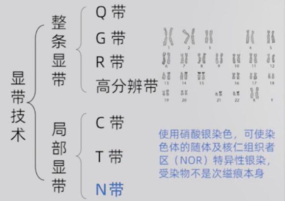 將一個體細胞中的全部中期染色體按染色體的形態特點和大小依次配對