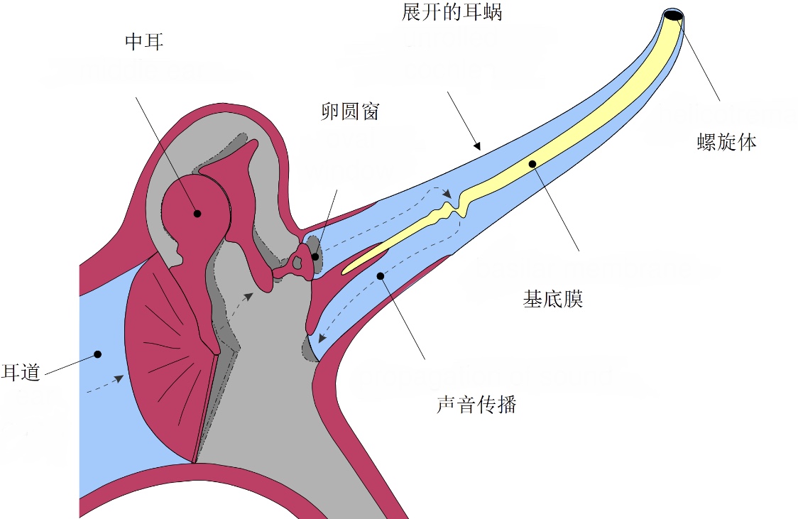 圆窗膜和卵圆窗膜图片