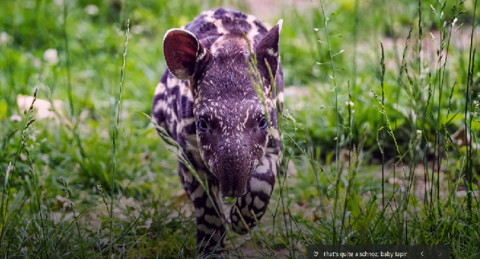 ▲ Baby Tapir