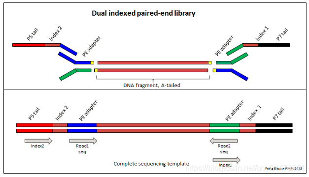 ngs测序基础梳理01 文库构建 library preparation pythonic生物人的博客 csdn博客 ngs测序