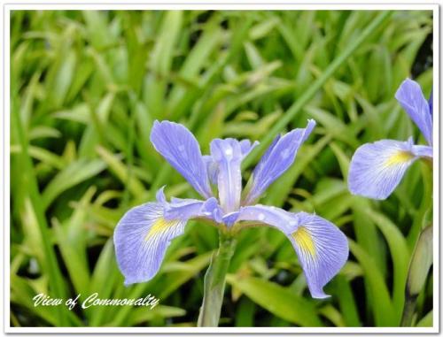 鸢（yuan）尾花分类任务人工智能qq44263007的博客-