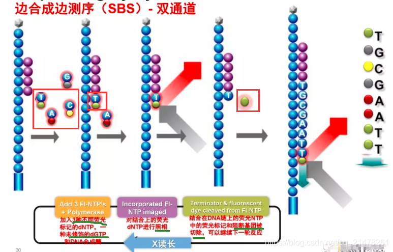ngs测序基础梳理03 图解边合成边测序 sequencing by synthesis pythonic生物人的博客 csdn博客