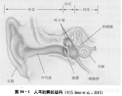 图1 人耳的解剖结构[2]