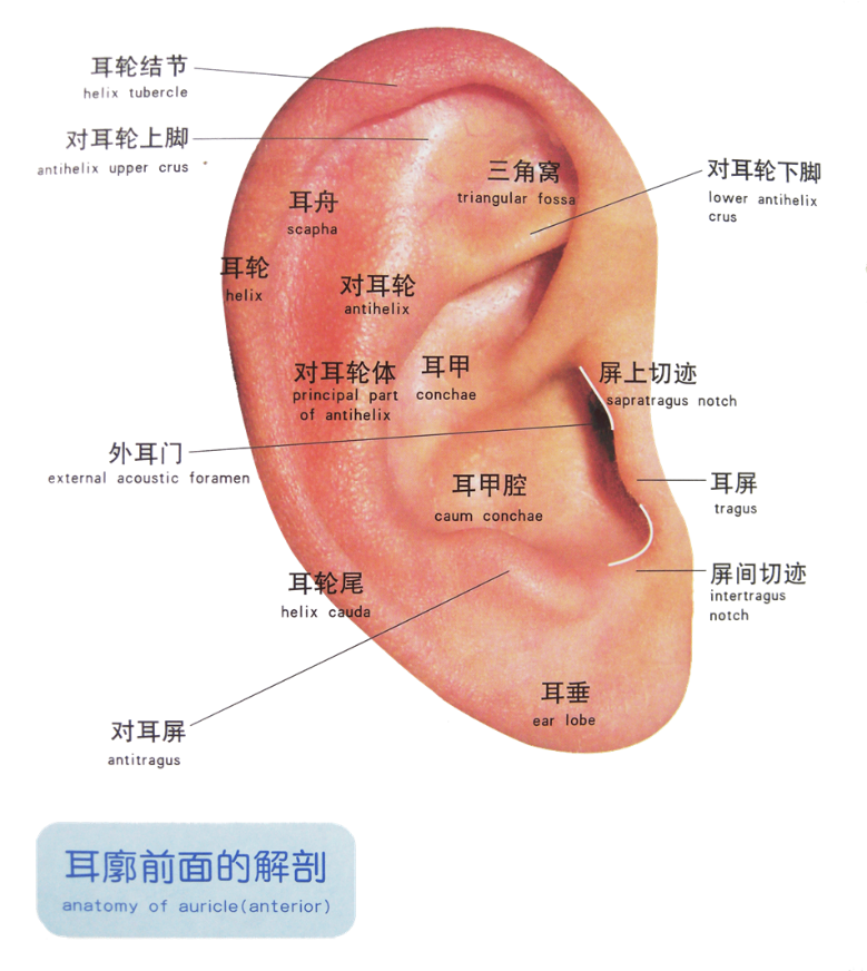 听觉神经网络 一 听觉系统的结构与功能 明远 Csdn博客