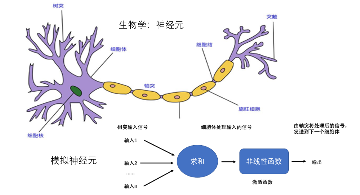 逐步了解神经网络,人工模拟神经网络,使机器具有思维和意识